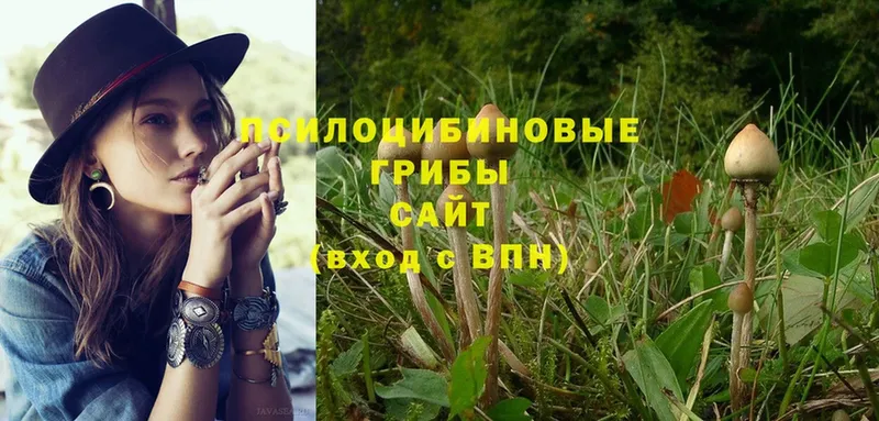 Галлюциногенные грибы Psilocybe  купить закладку  Красавино 